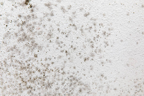 Biohazard Mold Removal in North Bellmore, NY